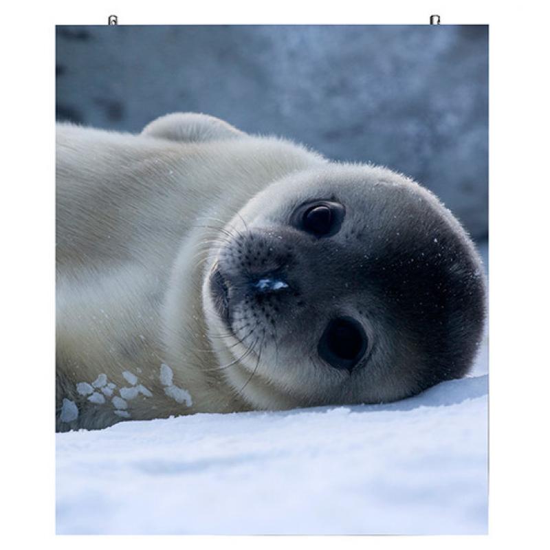 Outdoor SMD LED Display